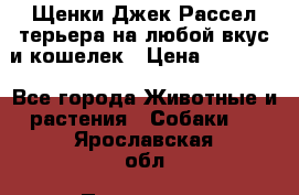 Щенки Джек Рассел терьера на любой вкус и кошелек › Цена ­ 13 000 - Все города Животные и растения » Собаки   . Ярославская обл.,Переславль-Залесский г.